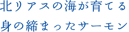 北リアスの海が育てる身の締まったサーモン