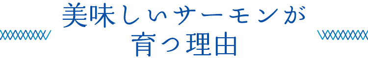 美味しいサーモンが育つ理由