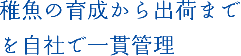 稚魚の育成から出荷までを自社で一貫管理