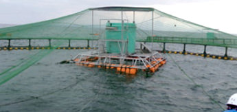 美保湾の海面養殖場