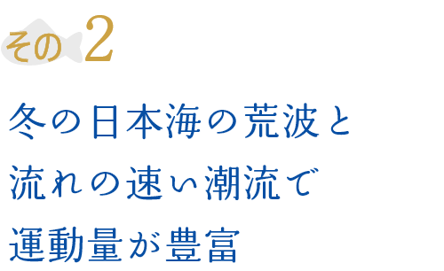 その2 冬の日本海の荒波と流れの速い潮流で運動量が豊富