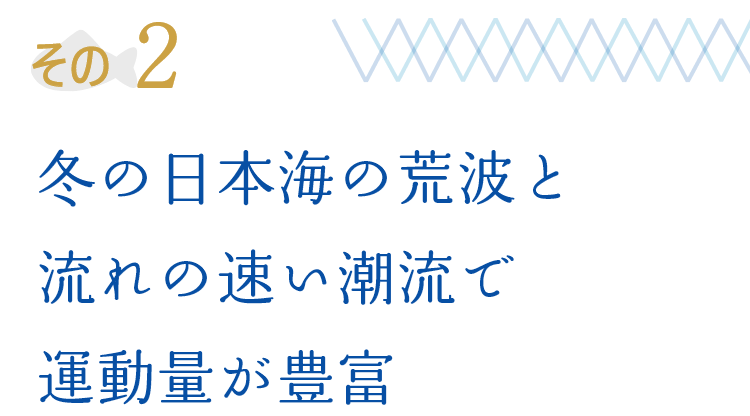 その2 冬の日本海の荒波と流れの速い潮流で運動量が豊富